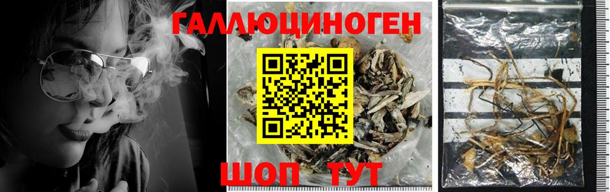 Галлюциногенные грибы MAGIC MUSHROOMS  Псилоцибиновые грибы GOLDEN TEACHER  Вышний Волочёк  наркошоп  Вход с VPN 